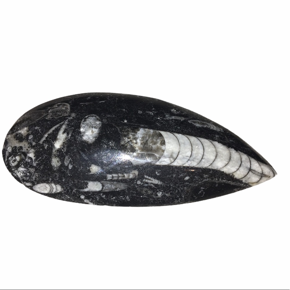 Orthoceras Fossil Polished